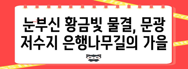 가을 산책 명소 | 문광 저수지 은행나무길