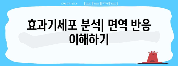 면역 체계의 수호자 | 효과기세포 분석 가이드