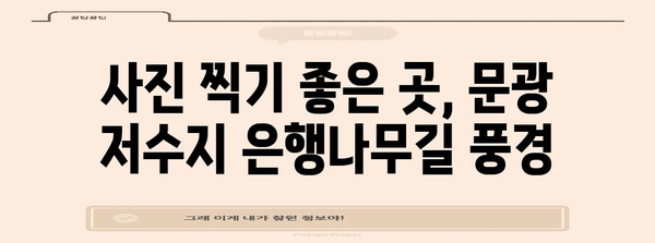 가을 산책 명소 | 문광 저수지 은행나무길