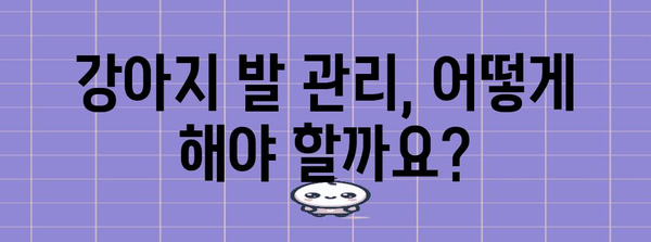 강아지 발 관리 가이드 | 산책 후 발 닦는 것의 중요성