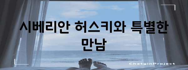 애견과 함께하는 행복한 순간 | 허스키 애견 카페
