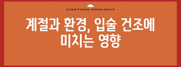 입술 건조의 원인, 습관과 환경 분석