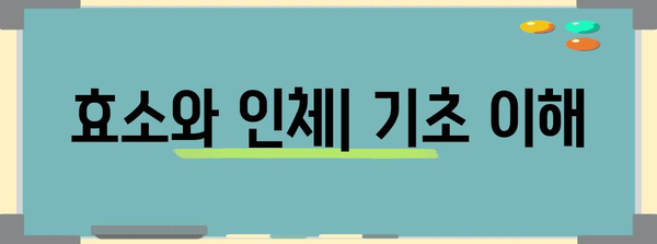 효소 부작용 이해하기 | 꼭 알아야 할 정보